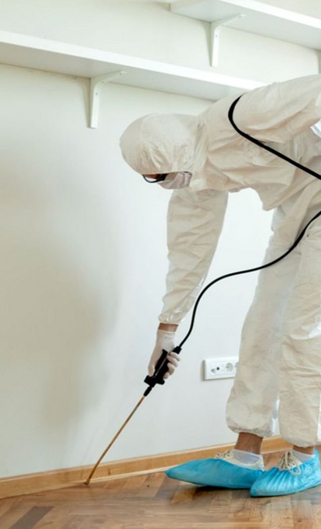 dedetizadora em Duque de Caxias